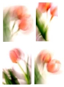 a proposito di tulipani... - about tulips..